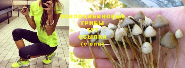PSILOCYBIN Няндома